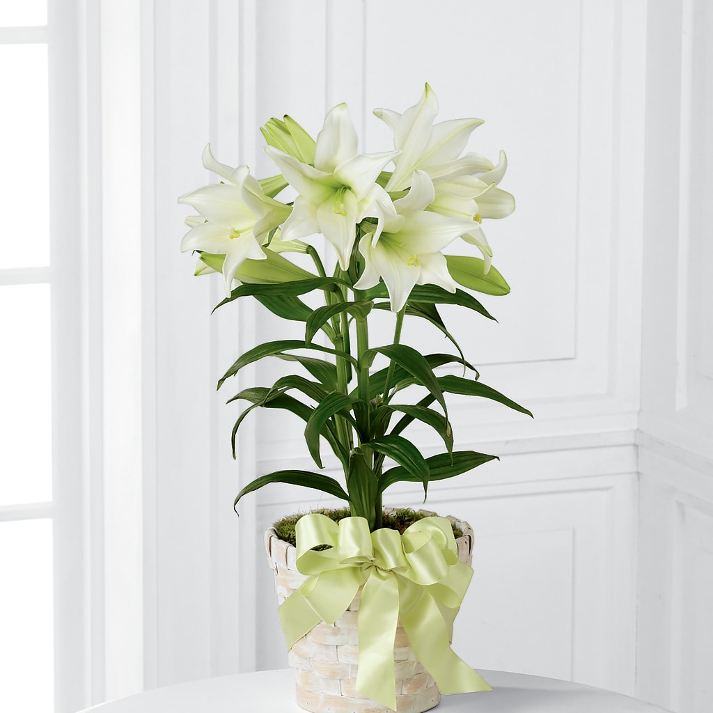 Easter Lily Plant –  A Flower 4 Us, El Paso TX